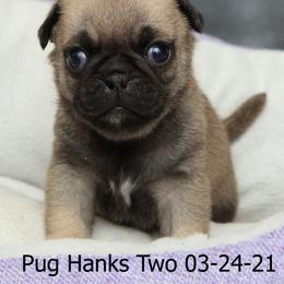 Pug Puppies from Bradley's Pugs