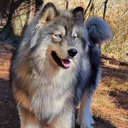 Gothic - Siberian Husky