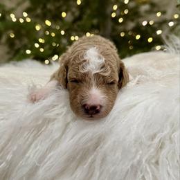 Cider - Apricot male Goldendoodle puppy in Rio Linda, California from Plush Doodles