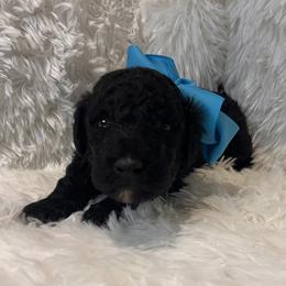 Mr. Light Blue - Black and white male Aussiedoodle puppy in Taylor, Missouri from Pawsitively Doodles