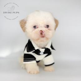 Emroy - Liver male Shih Tzu puppy in League City, Texas from Divine Pups