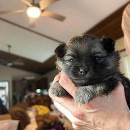 Daphne - Pomeranian puppy from Maple Hills Poms