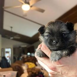 Daphne - Pomeranian puppy from Maple Hills Poms