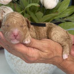 Iron puppy - Cream male Goldendoodle puppy in Yuciapa, California from AlltheDoodlez_