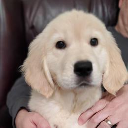 Purple  Collar - Golden female Golden Retriever puppy in Sandy, Utah from Golden Meadows of Utah