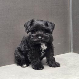 Teddy - Black male Miniature Schnauzer puppy in Paradise, Utah from Highbornschnauzers
