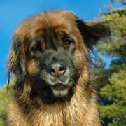 Leonberger All Grown Up from Dunderave Kennel