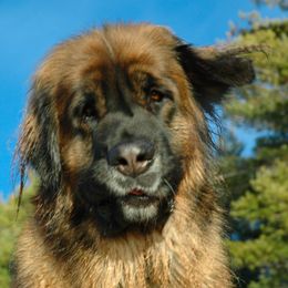Leonberger All Grown Up from Dunderave Kennel