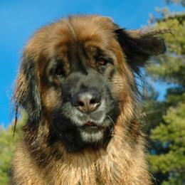 Leonberger All Grown Up from Dunderave Kennel