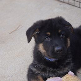 German Shepherd Puppies from West Haus Shepherds