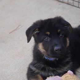 German Shepherd Puppies from West Haus Shepherds