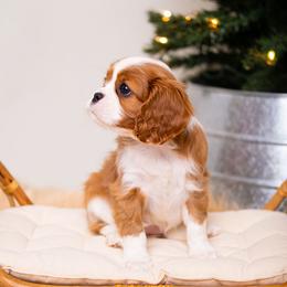 Cavalier King Charles Spaniel Puppies from Cane Creek Cavaliers