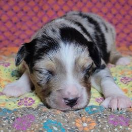 Obsidian - Blue merle male Miniature Australian Shepherd puppy in Sunbury, Pennsylvania from Elemental Mini Aussies