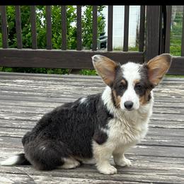 Lily - Gray and white female American Corgi puppy in Stuart, Iowa from Johnson Family Paws