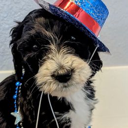 Onyx - Black and white Sheepadoodle puppy in Cleburne, Texas from DoodlesOjoy
