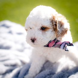 Poodle Puppies from Doodle Puppy Parti