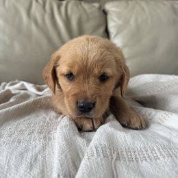 Kitty - Dark golden female Golden Retriever puppy in Mount Pleasant, Utah from Juniper Mountain Goldens