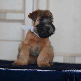 Lola - Soft Coated Wheaten Terrier