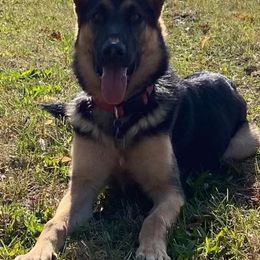 German Shepherd Puppies from Sandy’s Shepherds