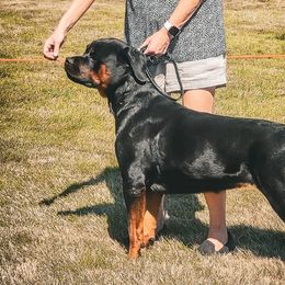 Australian Shepherds and Rottweilers from Haus Oblisk