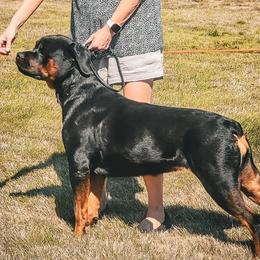 Australian Shepherds and Rottweilers from Haus Oblisk