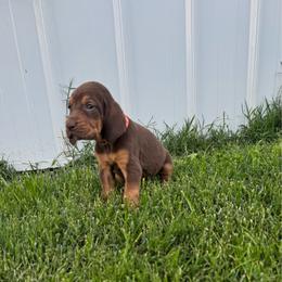 Boy 5 no white spot - Liver and tan male Bloodhound puppy in Tahlequah, Oklahoma from HNH Hounds