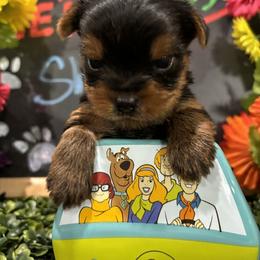 SHAGGY - Black and gold male Yorkshire Terrier puppy in Hammond, Louisiana from Holy Terriers Yorkies