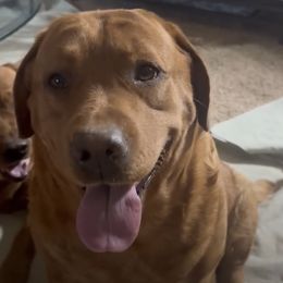 Labrador Retriever Puppies from Susan Burkey