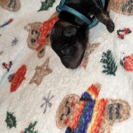 Miniature Schnauzer Puppies from T&T