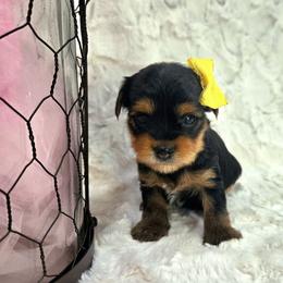 Girl 1 - Black and tan female Yorkshire Terrier puppy in Wellington, Colorado from Northern Colorado Yorkies