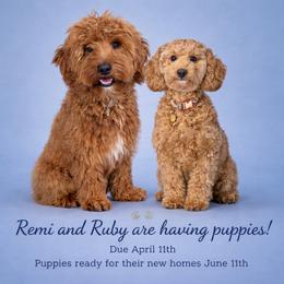 Goldendoodle puppies from Nuttall's Goldendoodles