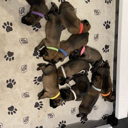 Belgian Malinois Puppies from Andrea Gumrich's Belgian Malinois