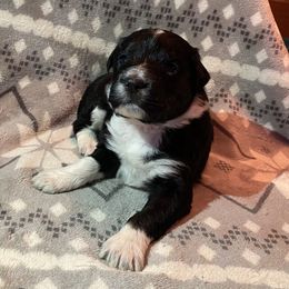 Girl 3 AK - 47 - Aussiedoodle puppy in Washington County, Tennessee from Southern Roots Kennel