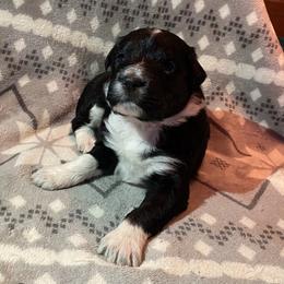 Girl 3 AK - 47 - Aussiedoodle puppy in Washington County, Tennessee from Southern Roots Kennel