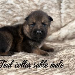 Teal collar - Sable male German Shepherd puppy in Canterbury, Connecticut from Nachtwaechter German Shepherds, LLC