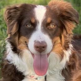 Miley - Australian Shepherd