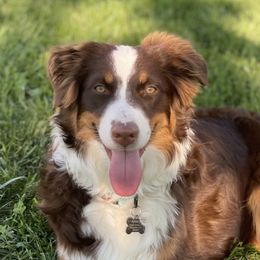 Miley - Australian Shepherd