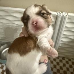 Shih Tzu Puppies from Wood Foo Breeders
