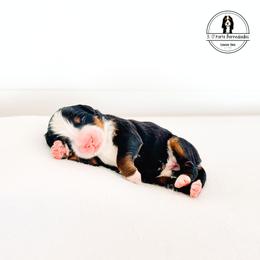 Teal Collar Female - Twizzle - Tri-color female Bernese Mountain Dog puppy in Lebanon, Ohio from 3|17 Korte Bernedoodles LLC