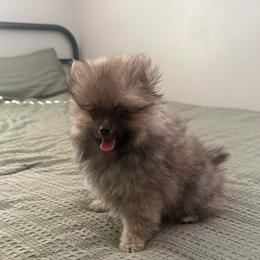 Leia - Chocolate sable female Pomeranian puppy in Loma Linda, California from Goulden_Pups