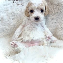 Goldendoodle and Maltipoo Puppies from Wish Locket Pups