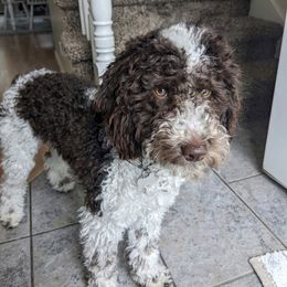 Remi - Aussiedoodle