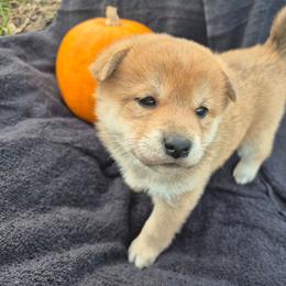 Macy - Sesame female Shiba Inu puppy in Columbus Junction, Iowa from Liz's Shiba Inu
