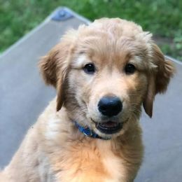 Golden Retriever Puppies from Beech Ridge Goldens