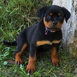 Purple collar - Black and mahogany female Rottweiler puppy in Industry, Illinois from KDKs Kennels