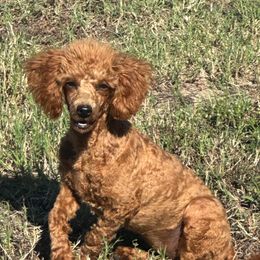 Lucy - Poodle