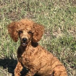 Lucy - Poodle