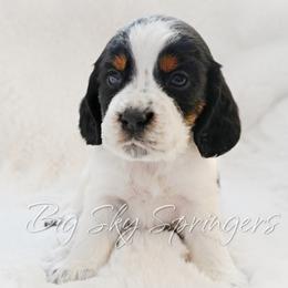 Boy 5 - Black white and tan male English Springer Spaniel puppy in Great Falls, Montana from Big Sky Springers