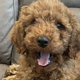 Lily - Poodle