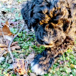 Assorted Doodle Crosses Puppies from Southern Star Goldendoodles